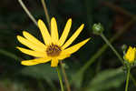 Purpledisk sunflower